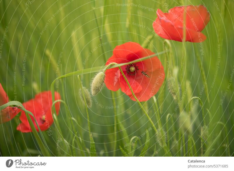 Klatschmohn im Gerstenfeld Mohn Blütenblätter Natur verblühen Flora Pflanze Blume Tag Tageslicht Umwelt Lebensmittel Ernte Ernährung Getreidefeld Ackerbau