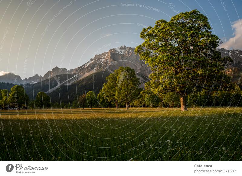 Abendstimmung in den Bergen Alpen Landschaft Gipfel Gebirge Felder Sommer Bergahorn Baum Wiese Gras Natur Flora Pflanze Freizeit & Hobby Stimmung Dämmerung