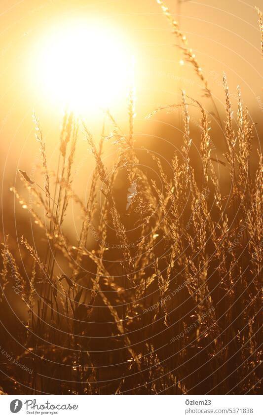 Gold leuchtende Gräser Teil III golden goldene stunde goldene Stunde Sonnenlicht Sonnenuntergang Außenaufnahme Natur Farbfoto Abend Sommer Licht natürlich