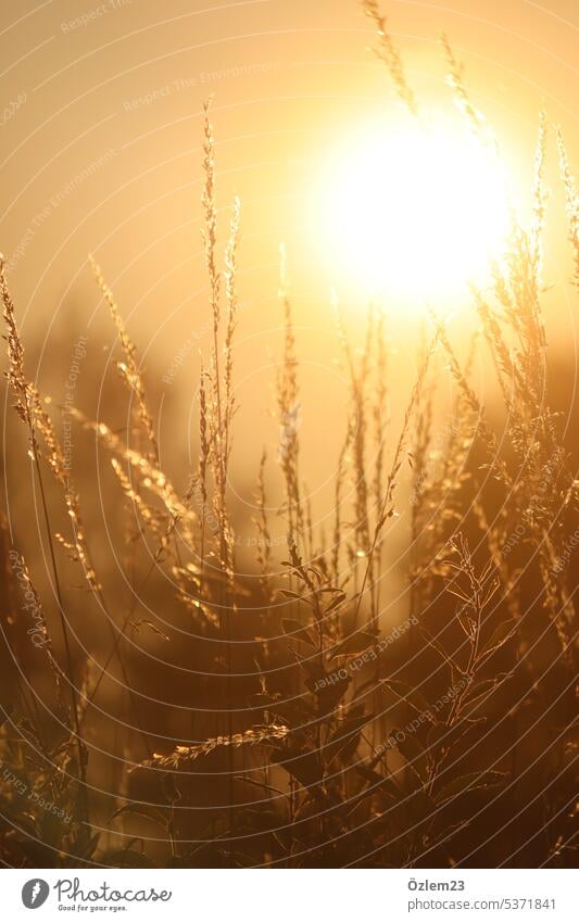 Gold leuchtende Gräser Abendsonne golden goldene stunde Momentaufnahme Farbfoto Sonnenlicht Natur Sonnenuntergang Sommer Licht Außenaufnahme Menschenleer schön