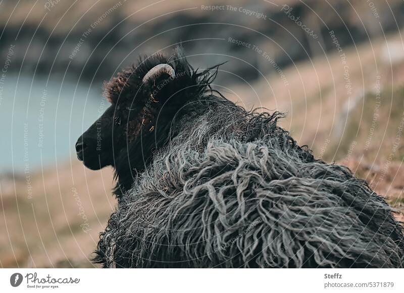 ein Schaf auf den Färöer Inseln Färöerschaf Widder Schafbock Bock Färöerinseln Färöer-Schaf Streymoy Färöer-Inseln Schaffell Schwarzes Schaf Schafwolle