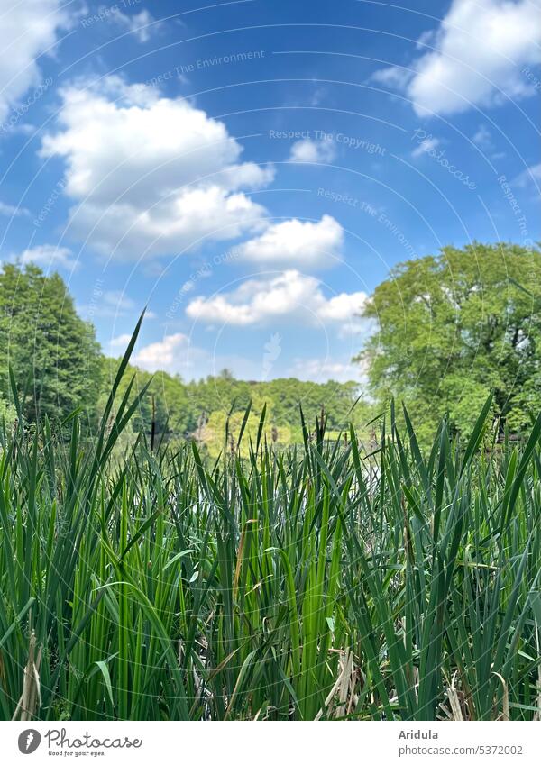 Der See im Grünen mit blauem Himmel und weißen Wölkchen Teich Frösche Amphibie Lebensraum Biotop Wasser Lilien Ufer Gräser Bäume Blauer Himmel Wolken Landschaft