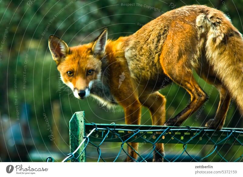 Der Fuchs geht wieder. tier wild wildtier fuchs jungfuchs portrait tierportrait augenkontakt blickkontakt sehen ansehen aufmerksamkeit gesicht fell ohren