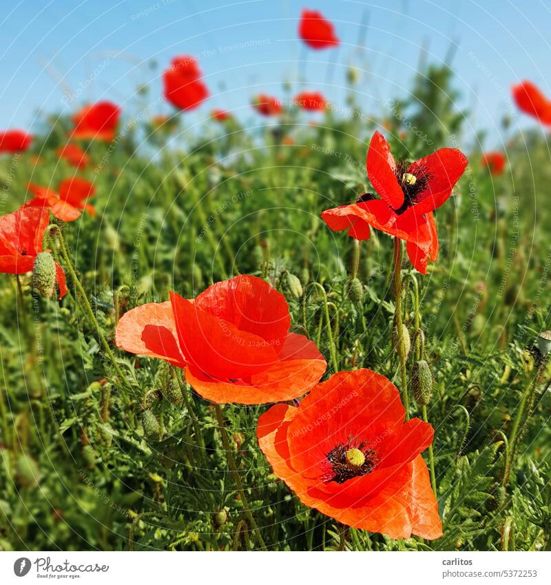 Mohntag am Mittwoch | Mohna Lisa lächelt geheimnisvoll Blume Blüte Feld rot grün Sommer Natur Pflanze Mohnblüte Klatschmohn Mohnfeld Wildpflanze Wiese Umwelt