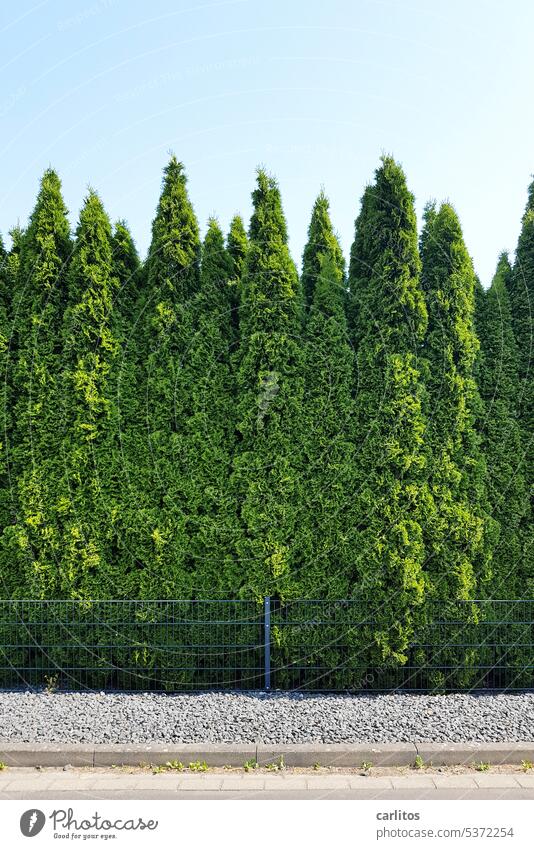 Mein Nachbar, das unbekannte Wesen | Zaun mit hoher Hecke Grenze grün Garten Pflanze Natur Grundstück Grundstücksgrenze Sicherheit Barriere Schotter Bordstein