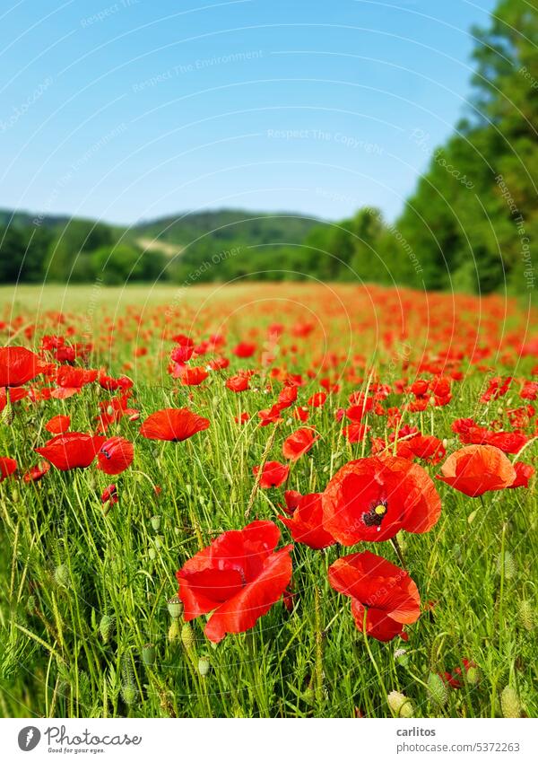 Mohntag am  Donnerstag | ab jetzt völlige Mohnfinsternis Blume Blüte Feld rot grün Sommer Natur Pflanze Mohnblüte Klatschmohn Mohnfeld Wildpflanze Wiese Umwelt