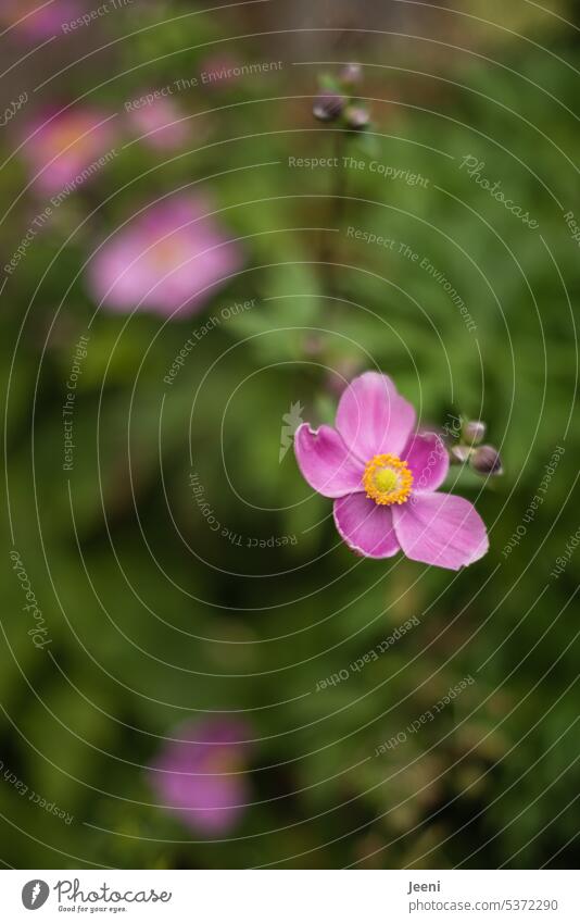 immer wieder | Blumenbilder Anemonen Herbst Blüte Pflanze Garten zart schön Unschärfe rosa Bauernhof Bauerngarten Nahaufnahme Natur