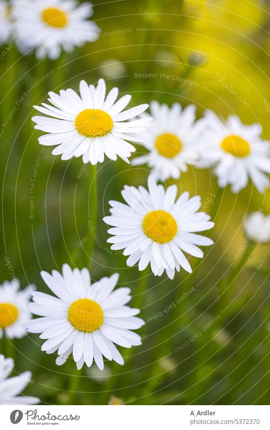 Margeriten (Leucanthemum) im Abendlicht Margarite margeriten Natur Blume Gras Blatt Feld Wiese Park Garten Sommer Pflanze Frühling Blüte Blühend Duft Farbfoto