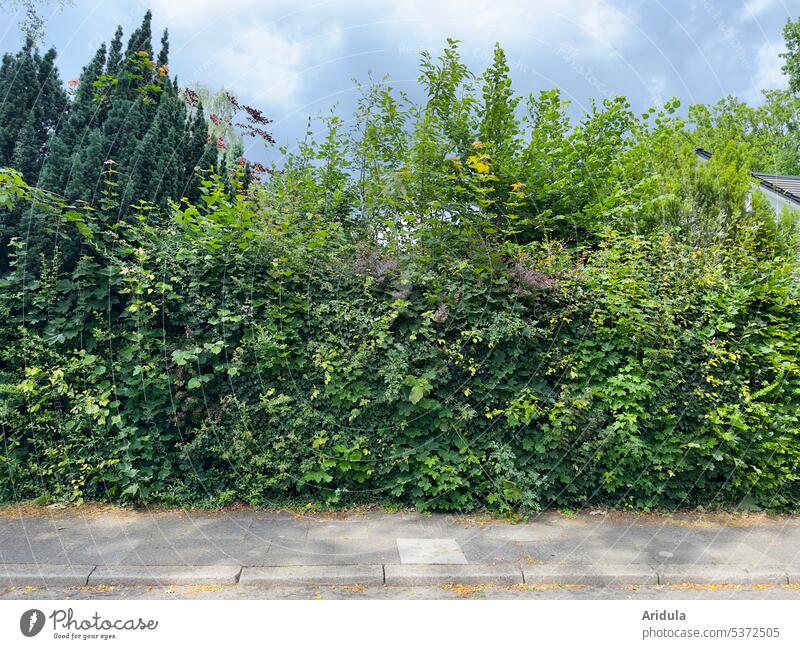 Die Hecke grün Garten Natur Pflanze Außenaufnahme Sträucher Lebensraum Sichtschutz Grenze Begrenzung Nachbarschaft Fußweg Gehweg Gehwegplatten Haus Grundstück