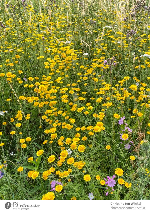 Blütenmeer in gelb Blumenmeer Färberkamille gelbe Blüten gelbe Blumen Blühwiese Blumenwiese Sommerwiese Insektenwiese Umweltschutz Bienenweide Blühend Gräser