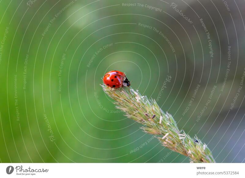 Nahaufnahme eines Marienkäfers, der auf einer Grasblütenrispe im Wald sitzt Käfer abschließen Coccinellidae Tier Blattlaus Nutzinsekt Biodiversität Textfreiraum