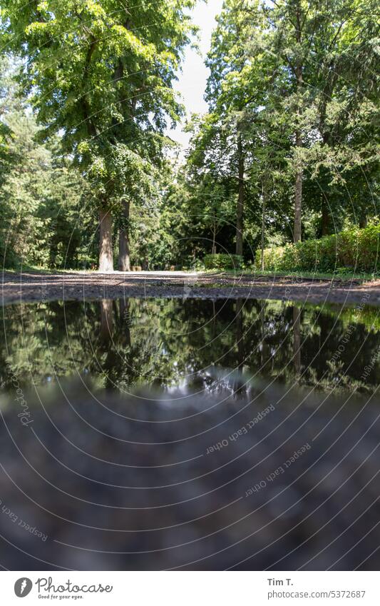 Nach dem Regen Pfütze Pankow Sommer Wege & Pfade Friedhof Außenaufnahme Menschenleer Wasser Reflexion & Spiegelung nass Straße Farbfoto Tag Regenwetter Natur