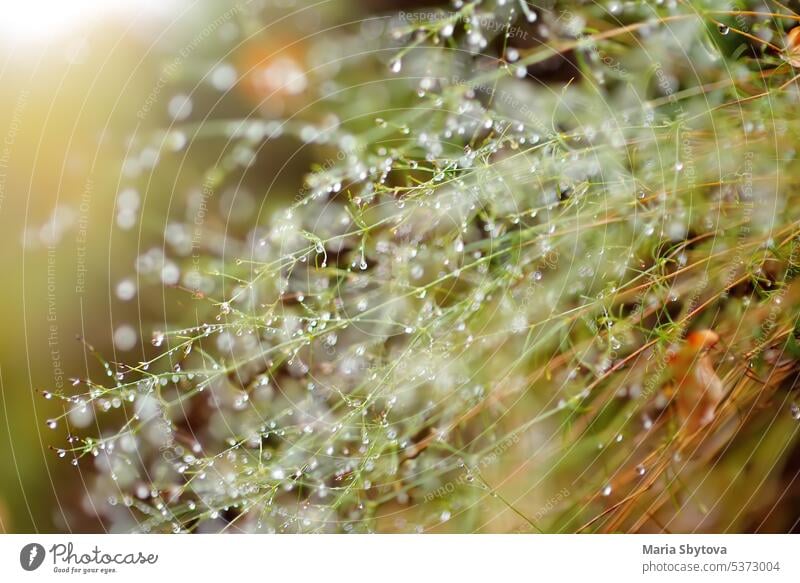 Morgentautropfen sind auf dem Gras in den Bergen am Herbsttag. Details der Natur. Tau Schwüle Berge u. Gebirge Tropfen Regen Nebel Nationalpark Lovcen