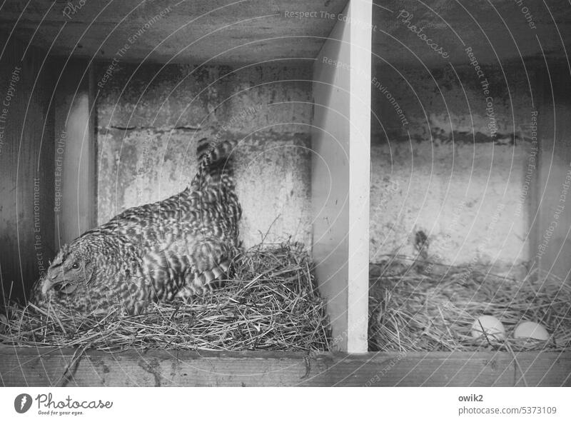 Schneller Brüter Huhn Hühnerstall sitzen brüten Bauernhof Innenaufnahme Schwarzweißfoto Federvieh Freilandhaltung Tierporträt Vogel Geflügel Nutztier Eier