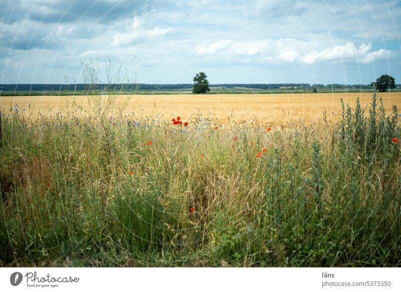 Landschaft im vorbeifahren l Schnappschuss Felder Landwirtschaft Ackerbau Getreidefeld Sommer Kornfeld Nutzpflanze Wachstum Menschenleer Umwelt