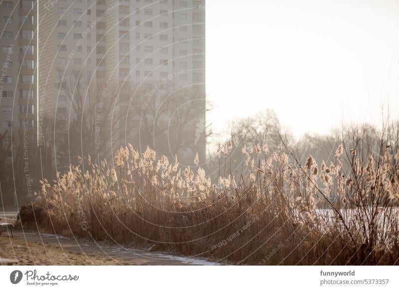 Schilfpflanzen vor einem Hochhaus Kontrast Urban Natur Architektur Stadtleben Stadtlandschaft Stadt und Natur Stadtökologie Umwelt Ökologie Pflanzenwelt Grün