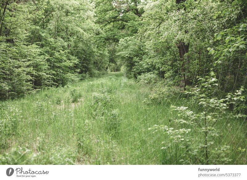 Grüne Wiese vor grünen Bäumen Natur Landschaft Gras Wald Sommer Idylle Frieden Harmonie Natürlich Umwelt Ruhe Schönheit Gelassenheit Erholung Ausflug Grünfläche