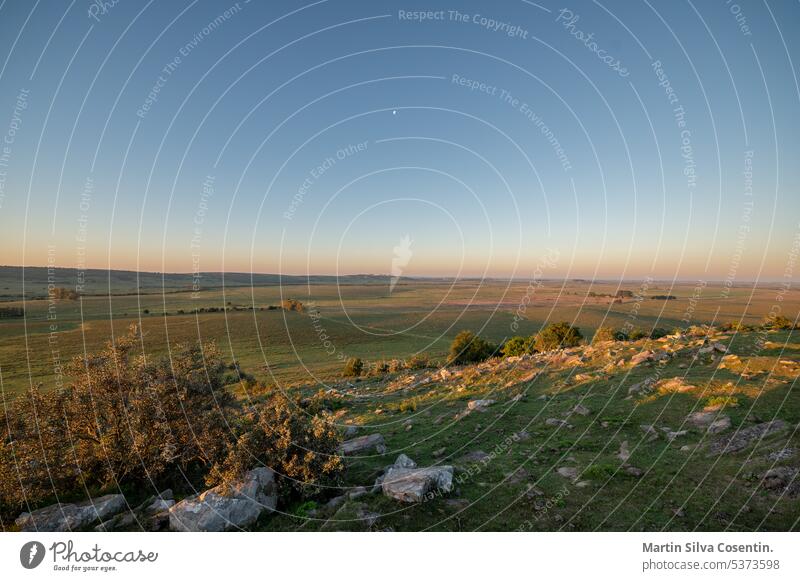 Sonnenuntergang an einem sonnigen Tag auf dem Lande in Uruguay. Aberdeen Antenne Ackerbau angus Tier Tiere Argentinien Hintergrund Rindfleisch schwarz bovin