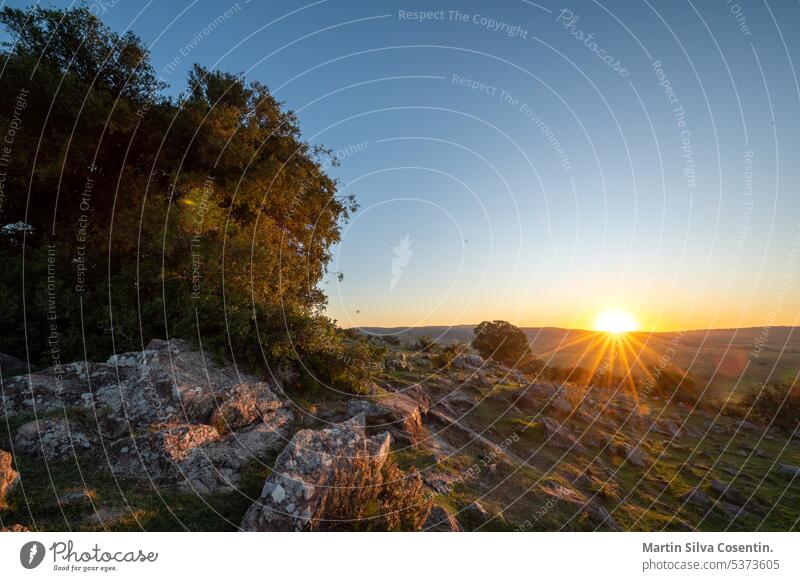 Sonnenuntergang an einem sonnigen Tag auf dem Lande in Uruguay. Aberdeen Antenne Ackerbau angus Tier Tiere Argentinien Hintergrund Rindfleisch schwarz bovin