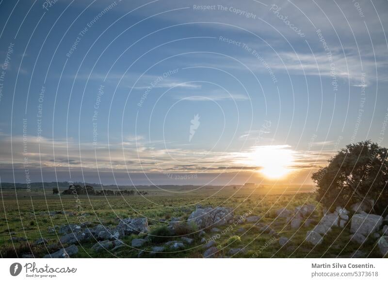 Sonnenuntergang an einem sonnigen Tag auf dem Lande in Uruguay. Aberdeen Antenne Ackerbau angus Tier Tiere Argentinien Hintergrund Rindfleisch schwarz bovin