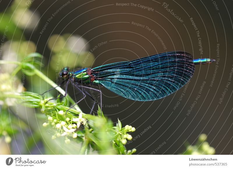 Blue Dragon (fly) Natur Pflanze Blüte Wildpflanze Tier Wildtier Insekt Libelle Libellenflügel 1 sitzen ästhetisch elegant fantastisch glänzend blau grün weiß