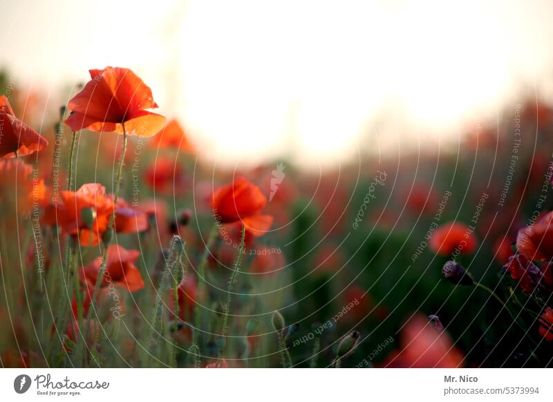 Schönen Mohntag ! Klatschmohn Wiese Blumenwiese Pflanze Nutzpflanze Wildpflanze Blühend leuchtend Mohnwiese Sonnenlicht grün kornblumen Frühling Gräser duftend