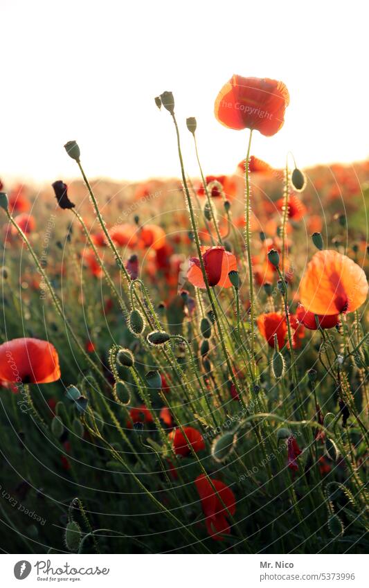 Mohnwiese Klatschmohn leuchten sommerlich Natur Wiese frühlingswiese natürlich mohnwiese klatschmohnfeld roter mohn Blumenwiese Duft Wiesenblume Pflanze Feld