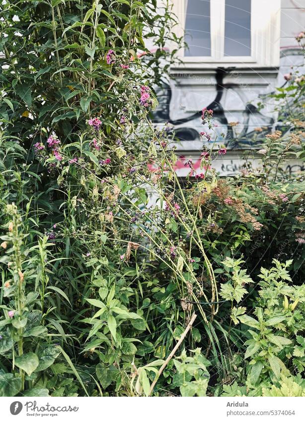 Stadtbegrünung auf die wilde Art Haus Altbau Gebäude Architektur Fassade Fenster Vorgarten Altbauwohnung Pflanzen Wildwuchs Sommer Blumen Unkraut bunt Sträucher