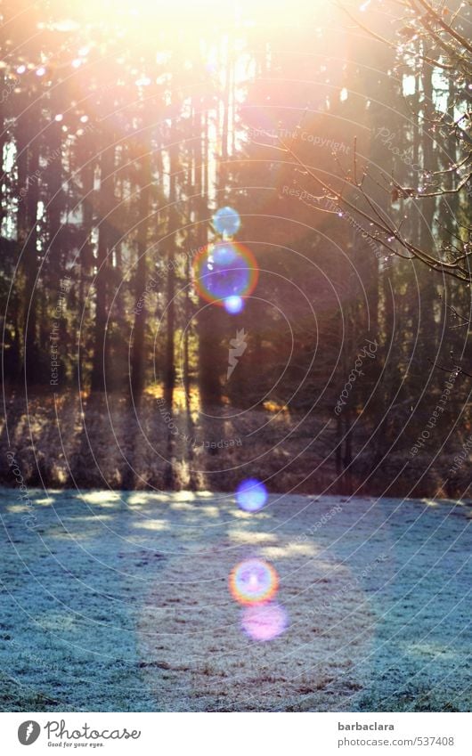 Punktsieg | Sonnenkraft gegen Schnee und Eis Landschaft Sonnenlicht Winter Frost Wiese Wald leuchten fantastisch Freundlichkeit hell kalt Wärme Stimmung