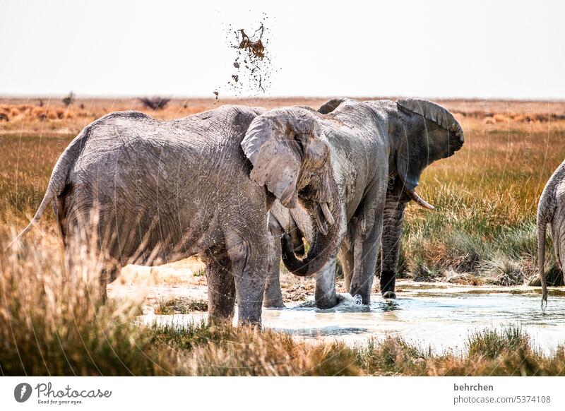 morgentoilette Tierporträt Wasser trinken Wasserloch Tierliebe besonders Tierschutz Ferien & Urlaub & Reisen Savanne Landschaft Natur Gras beeindruckend