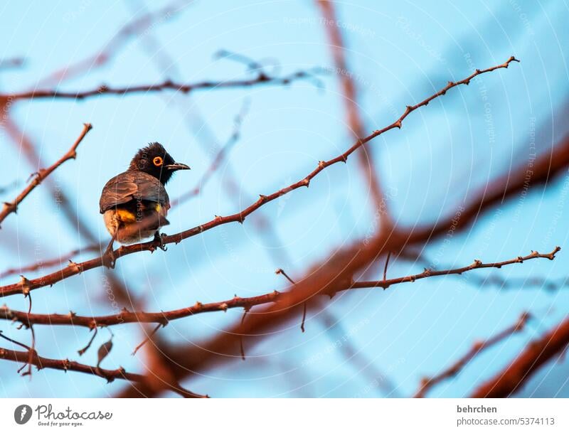 bülbül Zweige u. Äste red-eyed bulbul maskenbülbül Bülbül Natur Außenaufnahme Vogel fantastisch reisen Tierschutz Tierliebe besonders beeindruckend Freiheit