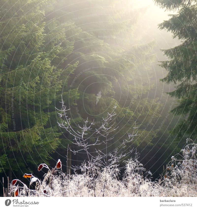 Komm, Sonne, komm! Landschaft Sonnenaufgang Sonnenuntergang Herbst Winter Klima Eis Frost Sträucher Wald leuchten kalt Wärme grün weiß Stimmung Lebensfreude