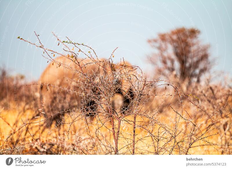 hintergründig getarnt versteckt Sträucher Tierliebe Tierschutz Trockenheit Savanne Gras beeindruckend besonders Himmel Landschaft Ferien & Urlaub & Reisen Natur