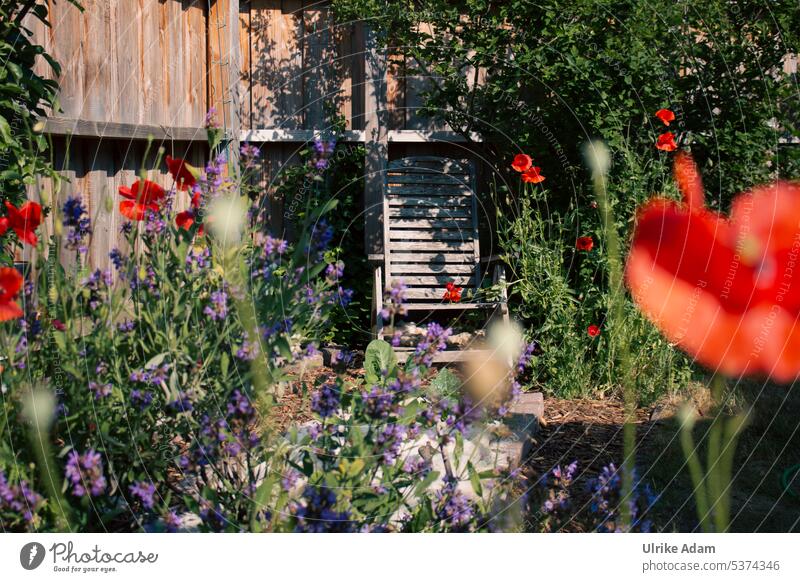 Mein Garten |Lieblingsplatz Erholung Gartenstuhl Alter Gartenstuhl Verwildert Natur Botanik grün Idyllisch Sommer Grün Sichtschutzwand Salbeiblüte Mohn