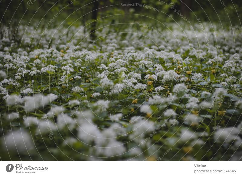 Der Wald ist in den Frühlingsmonaten mit weiß blühendem Bärlauch, Allium ursinum, bedeckt. Die weißen Blüten verleihen dem Wald eine übernatürliche Qualität