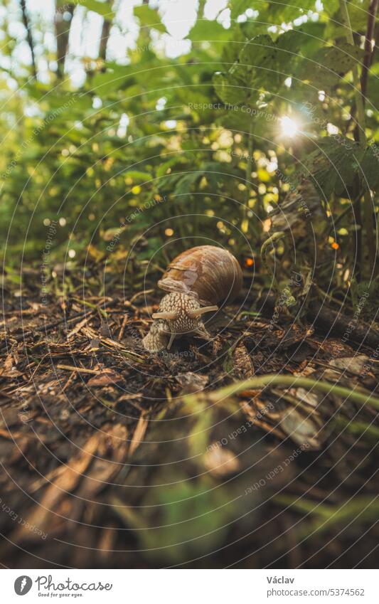 Der Wald ist in den Frühlingsmonaten mit weiß blühendem Bärlauch, Allium ursinum, bedeckt. Die weißen Blüten verleihen dem Wald eine übernatürliche Qualität