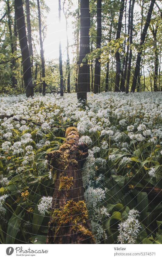 Der Wald ist in den Frühlingsmonaten mit weiß blühendem Bärlauch, Allium ursinum, bedeckt. Die weißen Blüten verleihen dem Wald eine übernatürliche Qualität