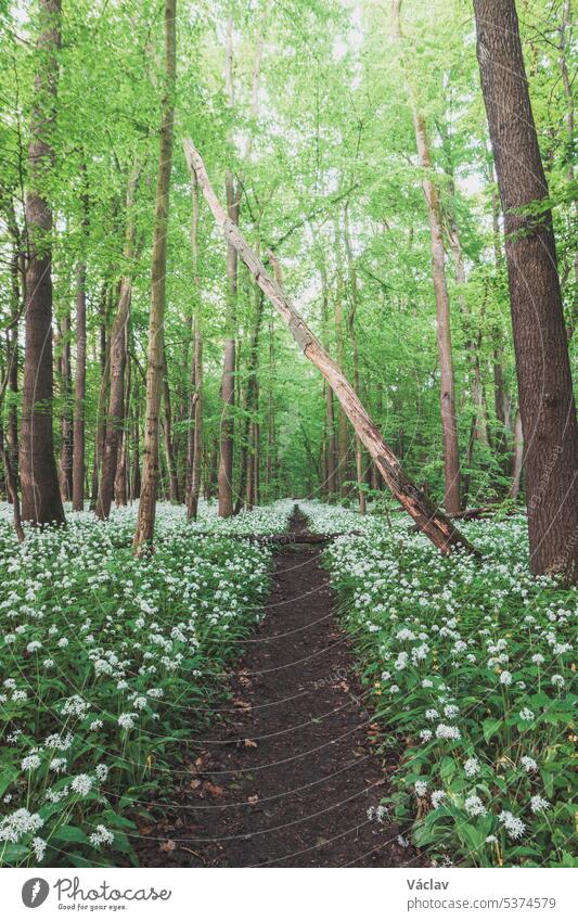 Der Wald ist in den Frühlingsmonaten mit weiß blühendem Bärlauch, Allium ursinum, bedeckt. Die weißen Blüten verleihen dem Wald eine übernatürliche Qualität