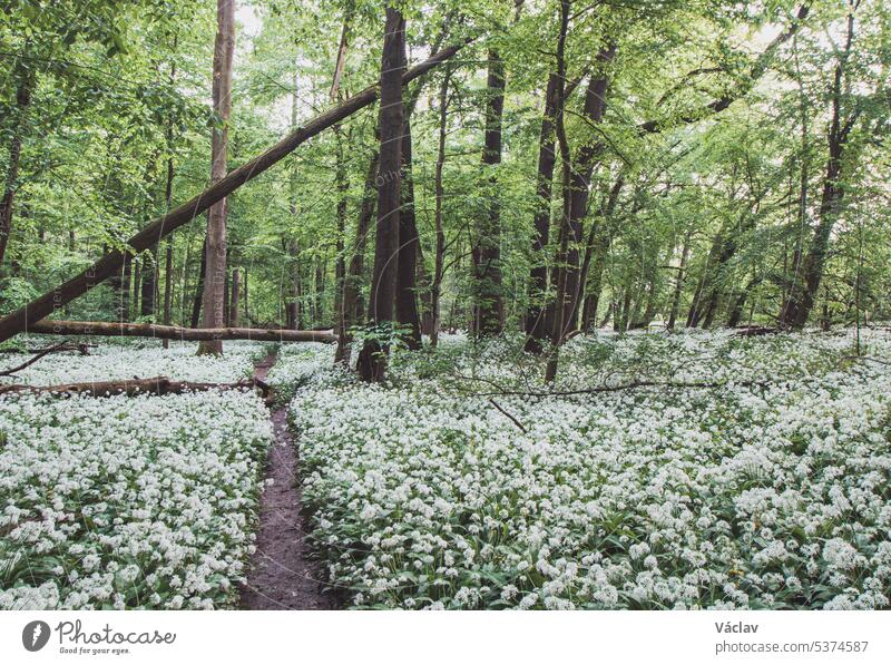 Der Wald ist in den Frühlingsmonaten mit weiß blühendem Bärlauch, Allium ursinum, bedeckt. Die weißen Blüten verleihen dem Wald eine übernatürliche Qualität