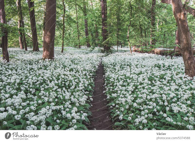 Der Wald ist in den Frühlingsmonaten mit weiß blühendem Bärlauch, Allium ursinum, bedeckt. Die weißen Blüten verleihen dem Wald eine übernatürliche Qualität