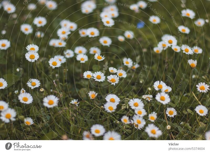 Feld von Gänseblümchen im grünen Gras bei Sommerwetter. Foto voll von Bellis perennis. Eine romantische Blume voller Zärtlichkeit, Liebe und Zuversicht