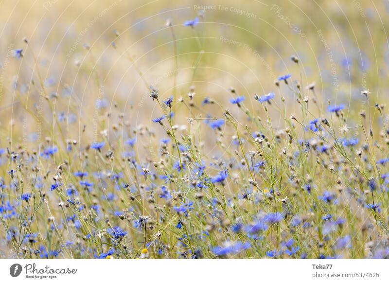 Blumenfeld blumen blau grün scharf blur bauer felder