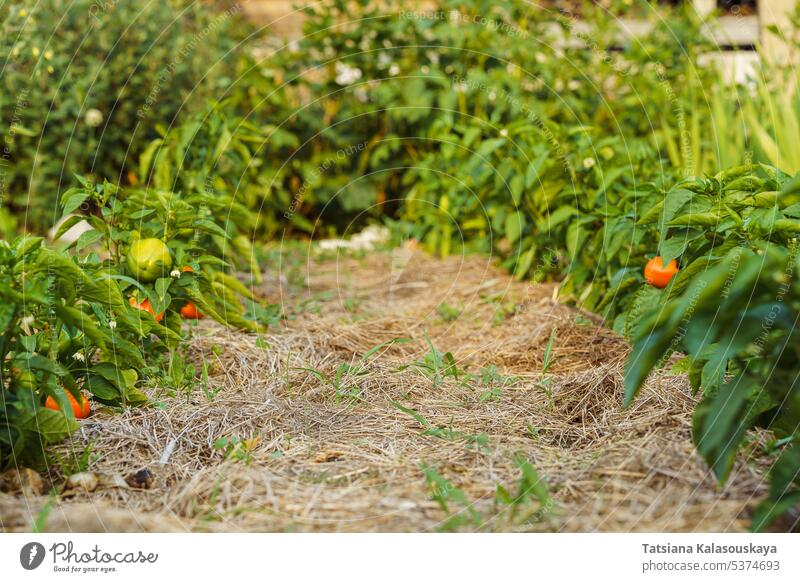 Der Durchgang zwischen den Gemüsebeeten wird mit trockenem Gras oder Heu ausgekleidet. Der Boden zwischen den Beeten wird mit Heu bedeckt, um die Bewässerung zu reduzieren und die Atmung zu verbessern. Mulch ist eine Materialschicht, die auf die Oberfläche des Bodens aufgebracht wird