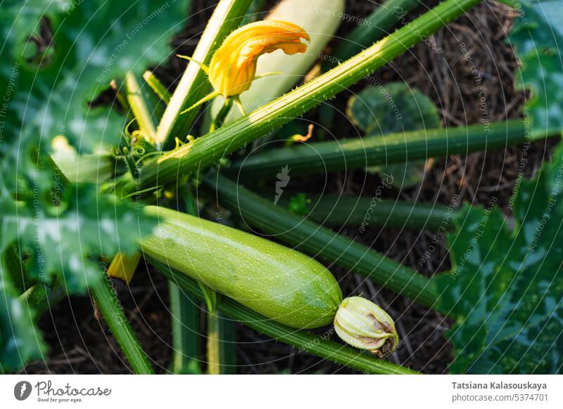 Junge Zucchinifrucht mit Blüte an einem Strauch in einem Bauerngarten Ernte Kürbis weiß grün Garten Gemüse Sommer Bauernhof Ackerbau organisch hausgemacht