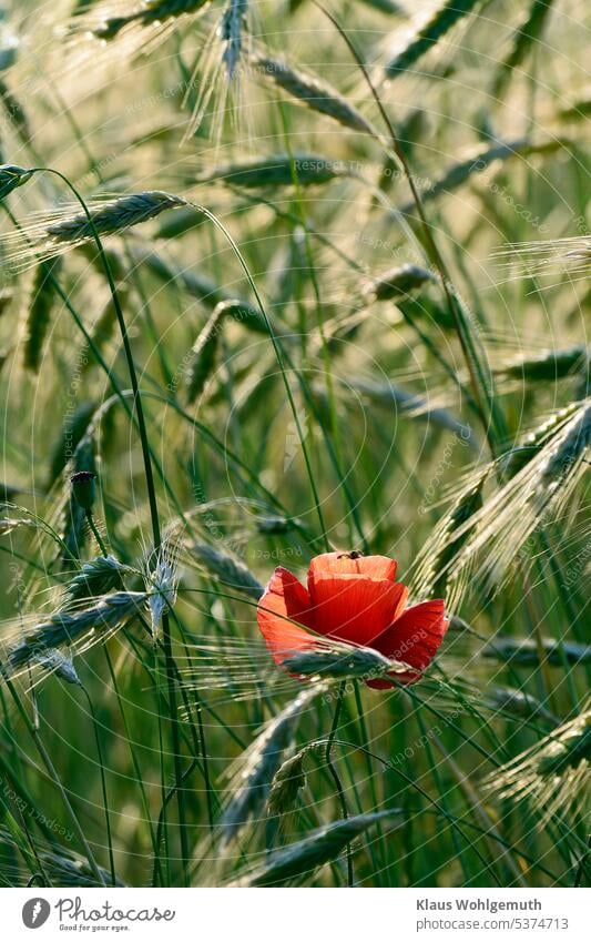 Einzelne Klatschmonblüte im Getreidefeld. Eine Schwebfliege setzt zur Landung an. Klatschmohn Klatschmohnblüte Mohn rot Sommer Blume Blüte Mohnblüte Pflanze