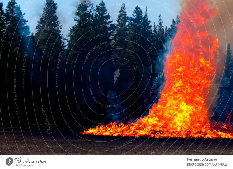 Waldbrand. Waldbrand im Gange. Waldbrand. Große Flammen eines Waldbrandes. Waldbrand am Nachmittag. Gras und Bäume brennen. Feuer und Rauch Umwelt vernichten