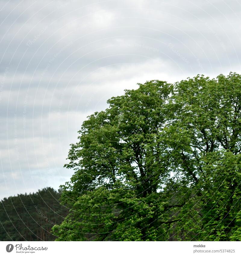 Die Kastanie überragt alles Baum Kastanienbaum Natur grün Frühling blühen Blüte frisch groß majestätisch Wald Park Wachstum Im Freien überragen hoch prächtig