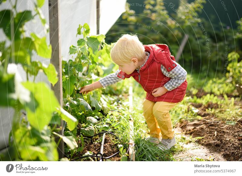 Ein kleines Kind pflückt eine Gurke aus dem Garten, während es im heimischen Garten erntet. Gesunde Ernährung für Kinder. Kommissionierung Gurken Gemüse