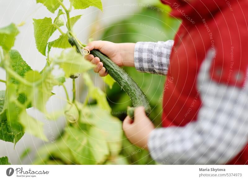 Kleines Kind pflückt Gurken aus Beeten im Gewächshaus. Kleiner Junge hilft seiner Familie bei der Ernte im Gemüsegarten. Kinder verbringen ihre Sommerferien im Dorf