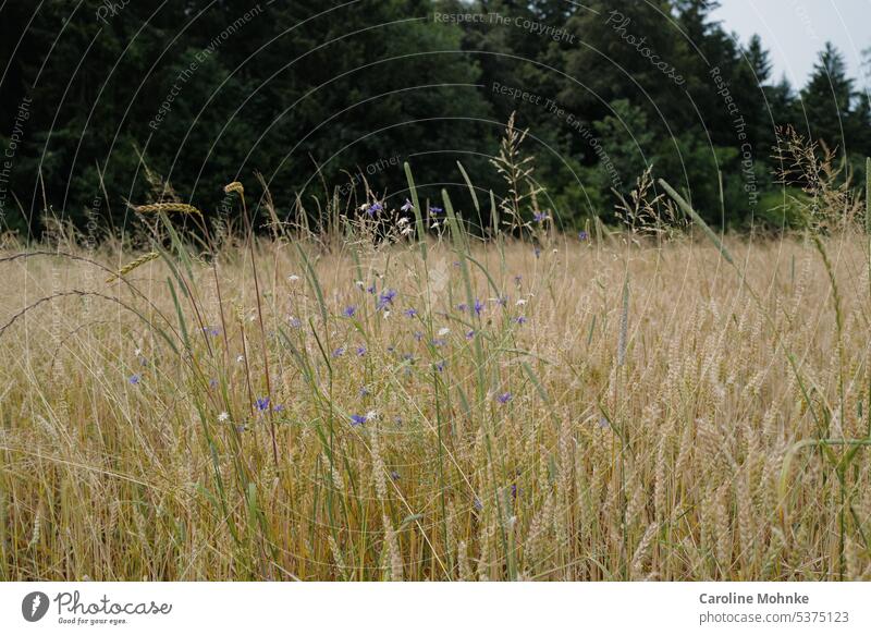 Wildblumen im Kornfeld, im Hintergrund Wald Natur Sommer Blümchen Pflanze Außenaufnahme Feld Getreide Landwirtschaft Getreidefeld Nutzpflanze Ähren Ernährung